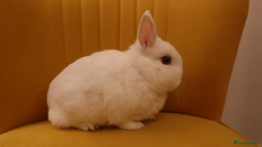 Netherland Dwarf rabbits for sale: BEW Netherland Dwarf Pair - Advert 2