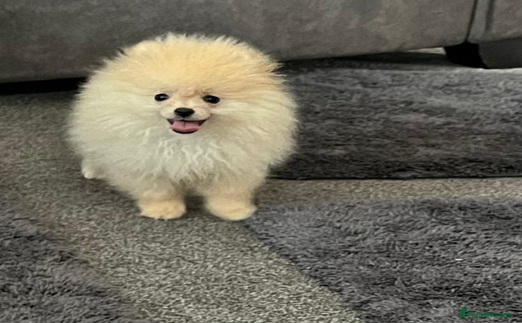 Pomeranian dogs - Advert 10