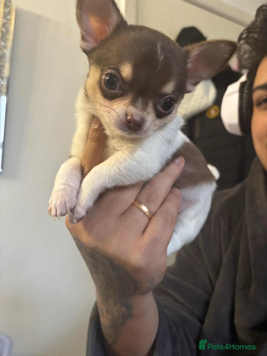 Chihuahua dogs for sale: Lovely boy - Advert 2