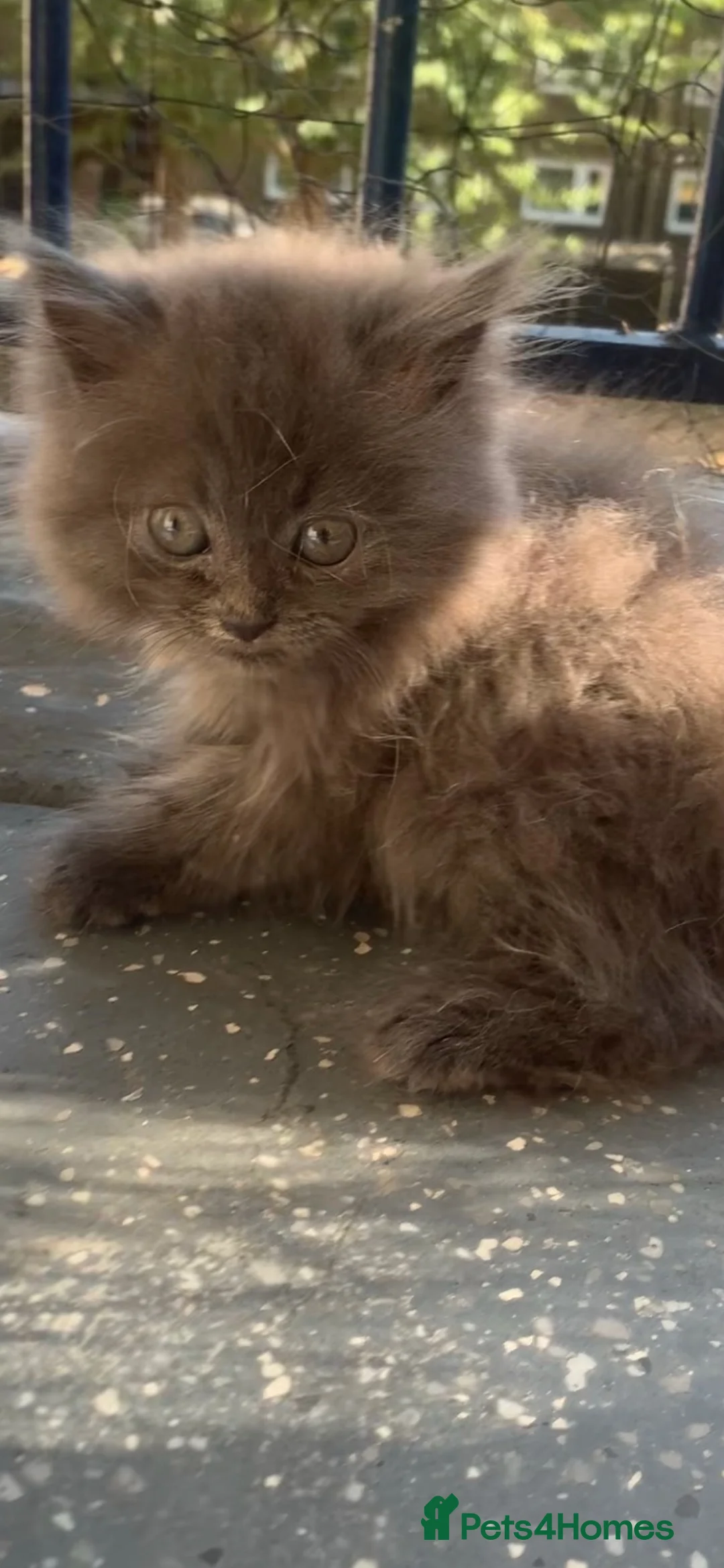 Persian cats for sale: Persian cat  - Advert 2