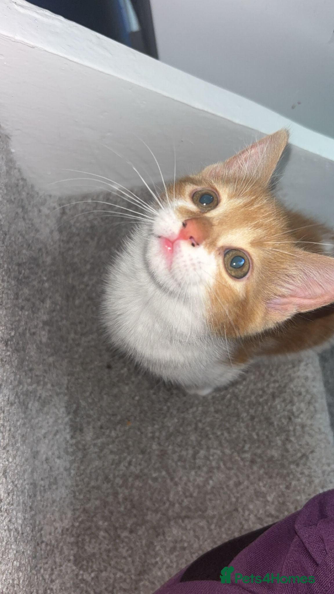 Mixed Breed cats 2 ginger and white females - Advert 1