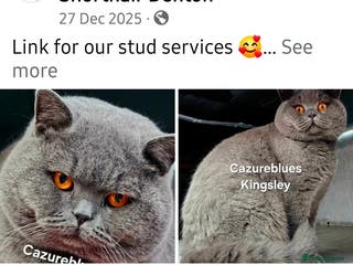 British Shorthair cats GCCF TICA STUDS in Manchester - Advert 14