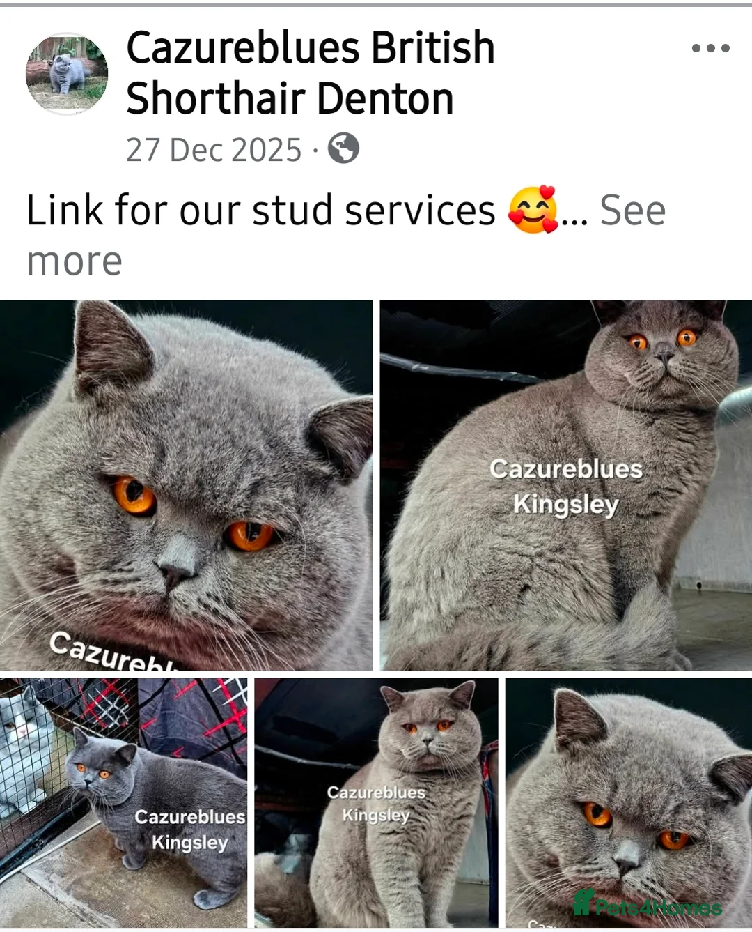 British Shorthair cats for stud: GCCF TICA STUDS  in Manchester - Advert 1