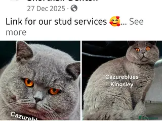 British Shorthair cats GCCF TICA STUDS in Manchester - Advert 6