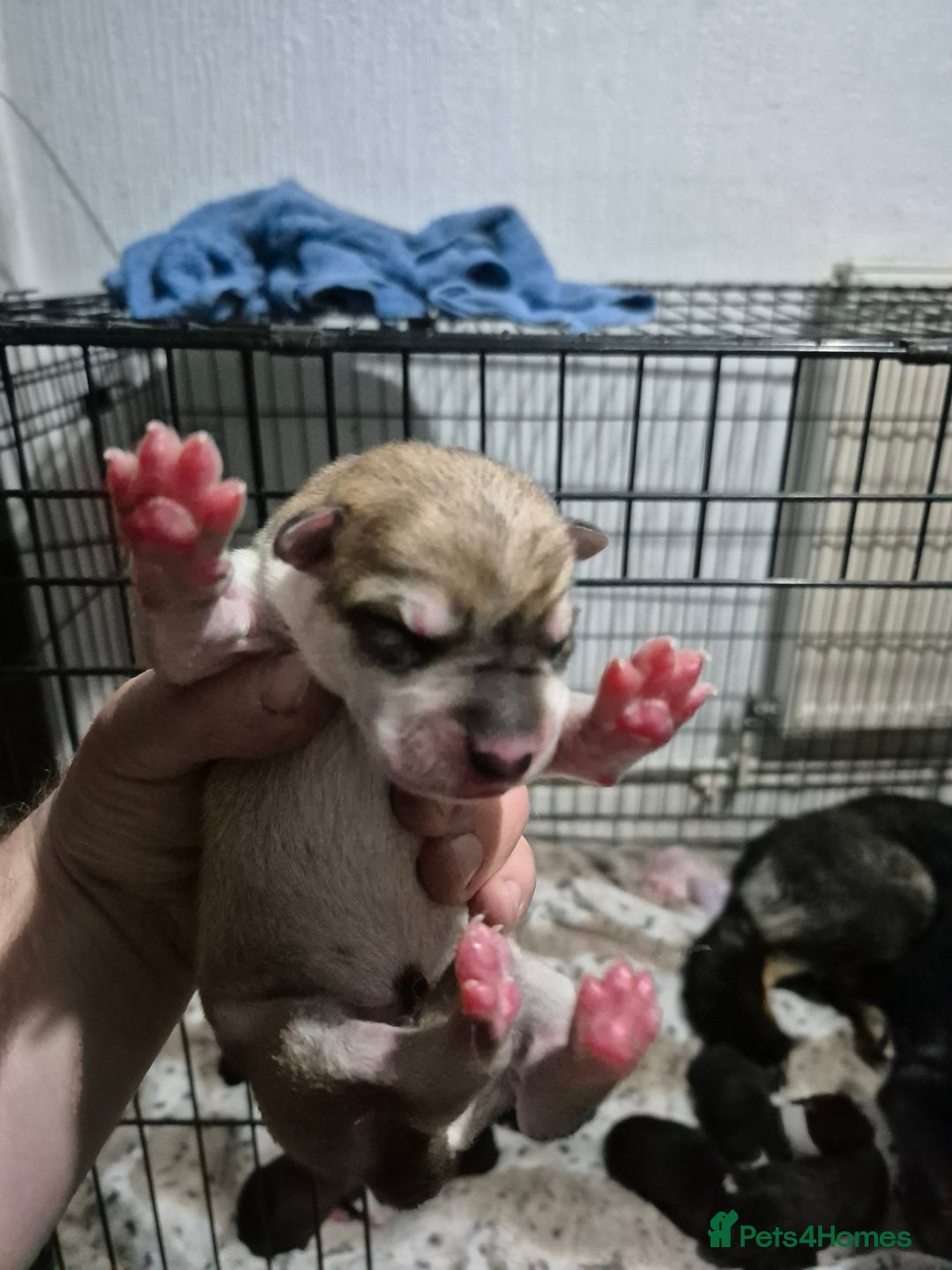 Mixed Breed dogs for sale: Wolf puppys for sale  - Advert 2