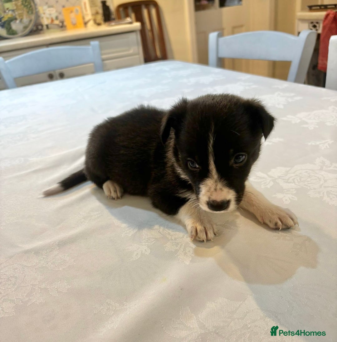 Border Collie dogs for sale: Border Collie pups for sale - Advert 9