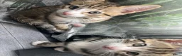 Mixed Breed cats for sale: Bambi - Female Siamese Kitten - Advert 5