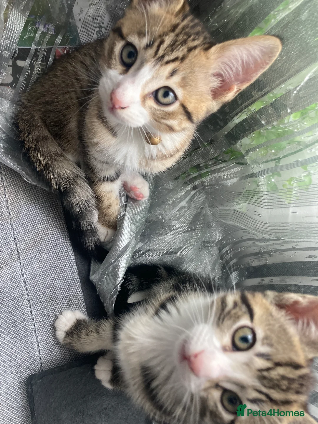 Mixed Breed cats for sale: Bambi - Female Siamese Kitten - Advert 5