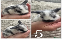 Mini Lop rabbits for sale: Mini lop babies available  - Image 6