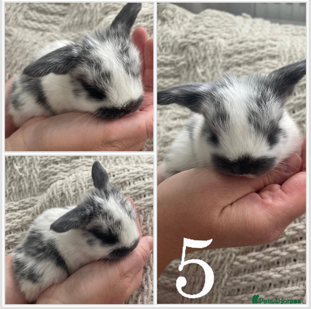 Mini Lop rabbits for sale: Mini lop babies available  - Image 6