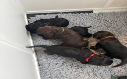 Cockapoo dogs for sale: F2 cockapoo’s (last girl) - Advert 15