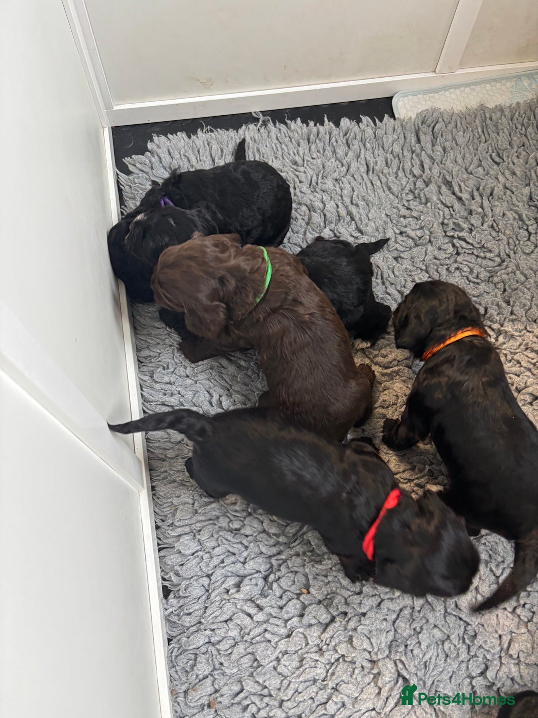 Cockapoo dogs for sale: F2 cockapoo’s (last girl) - Advert 15