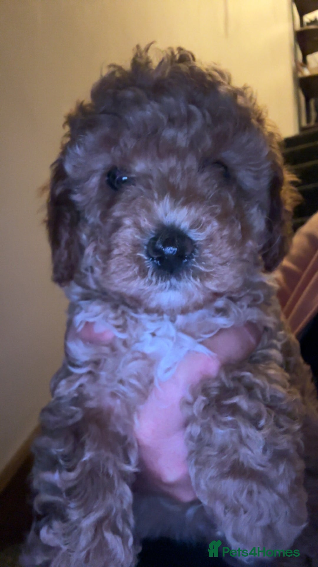 Cavapoo dogs for sale:  Cavapoo puppies  - Advert 20