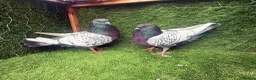 Pigeons birds for sale: Top Quality Strong Breeding Pair – Vaccinated - Advert 10