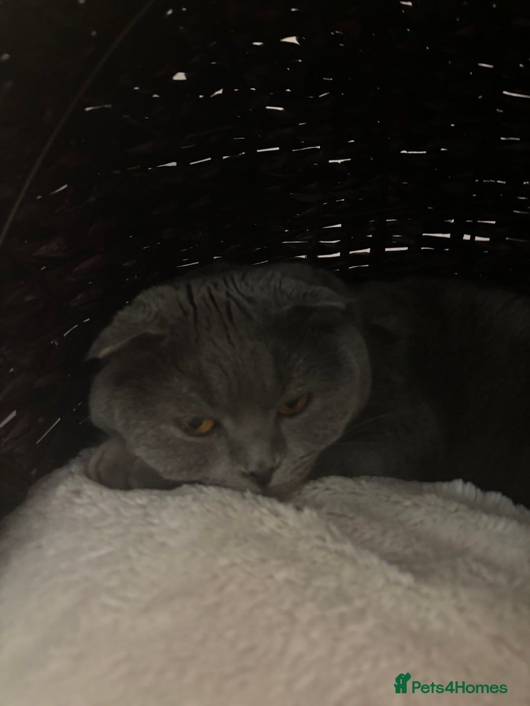British Shorthair cats for sale: Grey BSH cat  - Advert 4