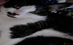 Domestic Shorthair cats for sale: Kittens - Image 10