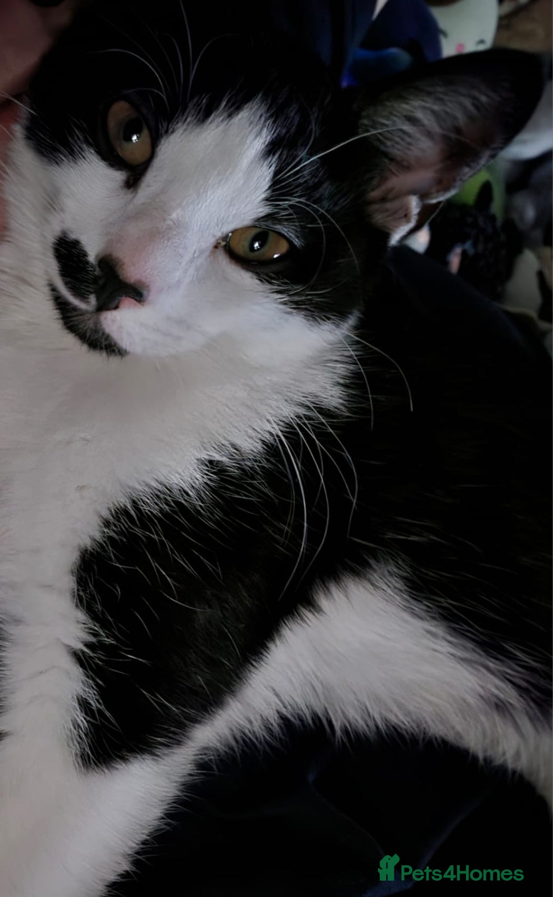 Domestic Shorthair cats for sale: Kittens - Image 10