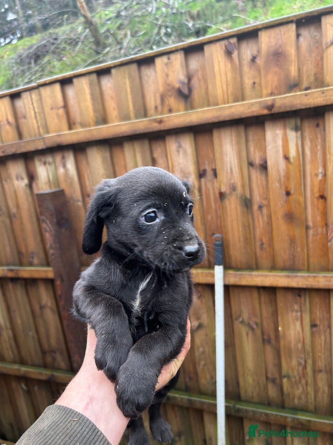 Cockerdor dogs for sale: Cockeradors for sale  - Advert 8