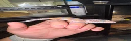 Leopard Gecko reptiles for sale: Leopard geckos 🦎  - Advert 4