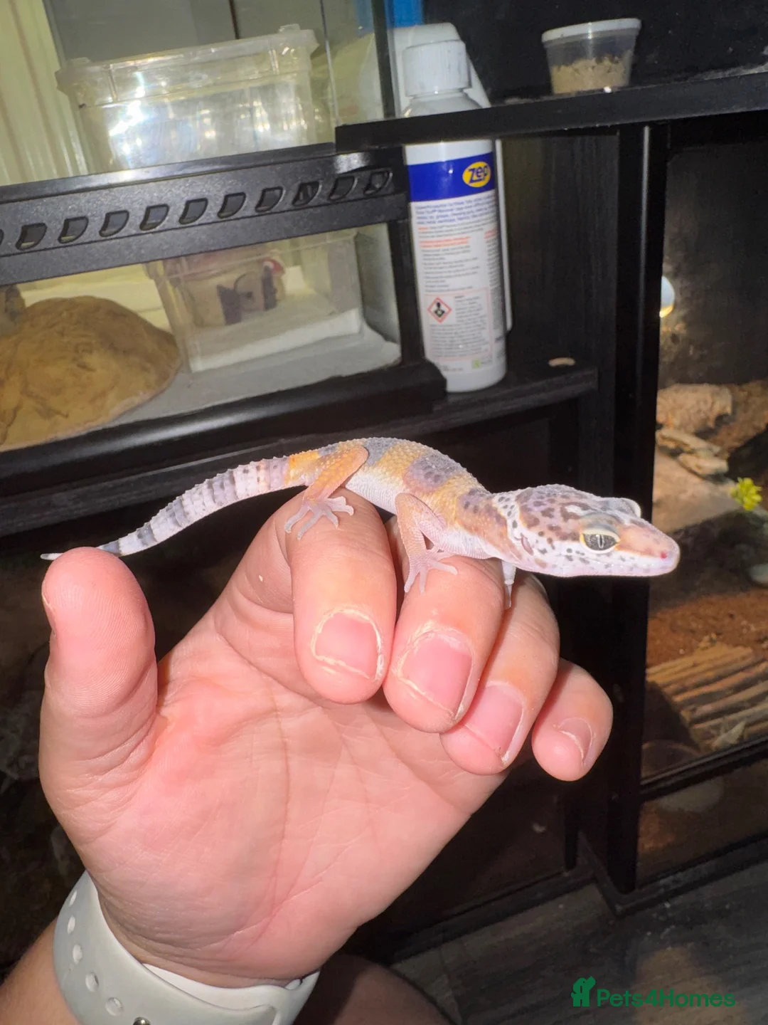 Leopard Gecko reptiles for sale: Leopard geckos 🦎  - Advert 4