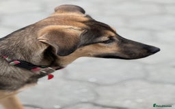 Mixed Breed dogs for adoption: MOCHI – a Superb young Girl for a Loving Home - Advert 37