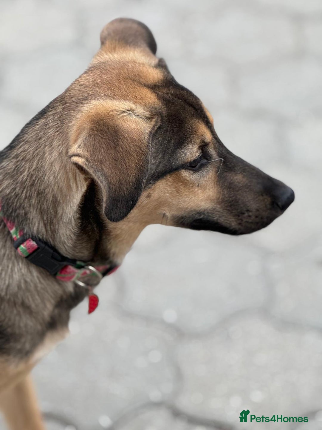 Mixed Breed dogs for adoption: MOCHI – a Superb young Girl for a Loving Home - Advert 37