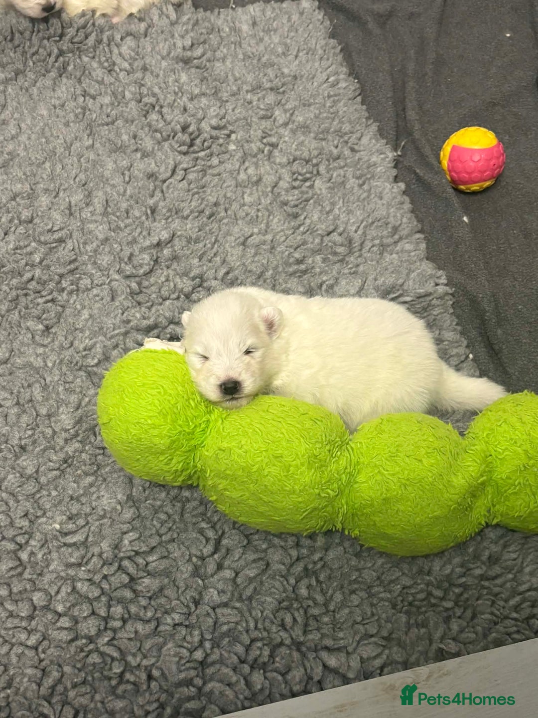 Samoyed dogs for sale: KC reg. Samoyed puppies with champ bloodline  - Advert 9