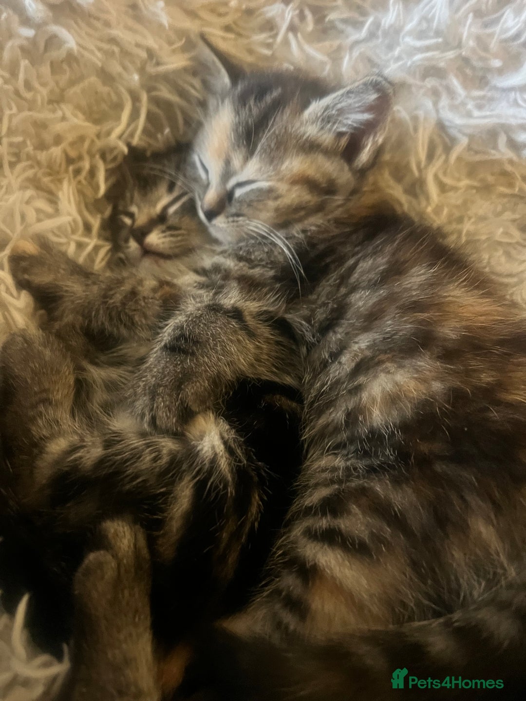 Mixed Breed cats for sale: Beautiful, confident tabby kittens  - Image 2