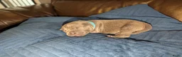 Staffordshire Bull Terrier dogs for sale: Full blue staffy pups - Advert 7