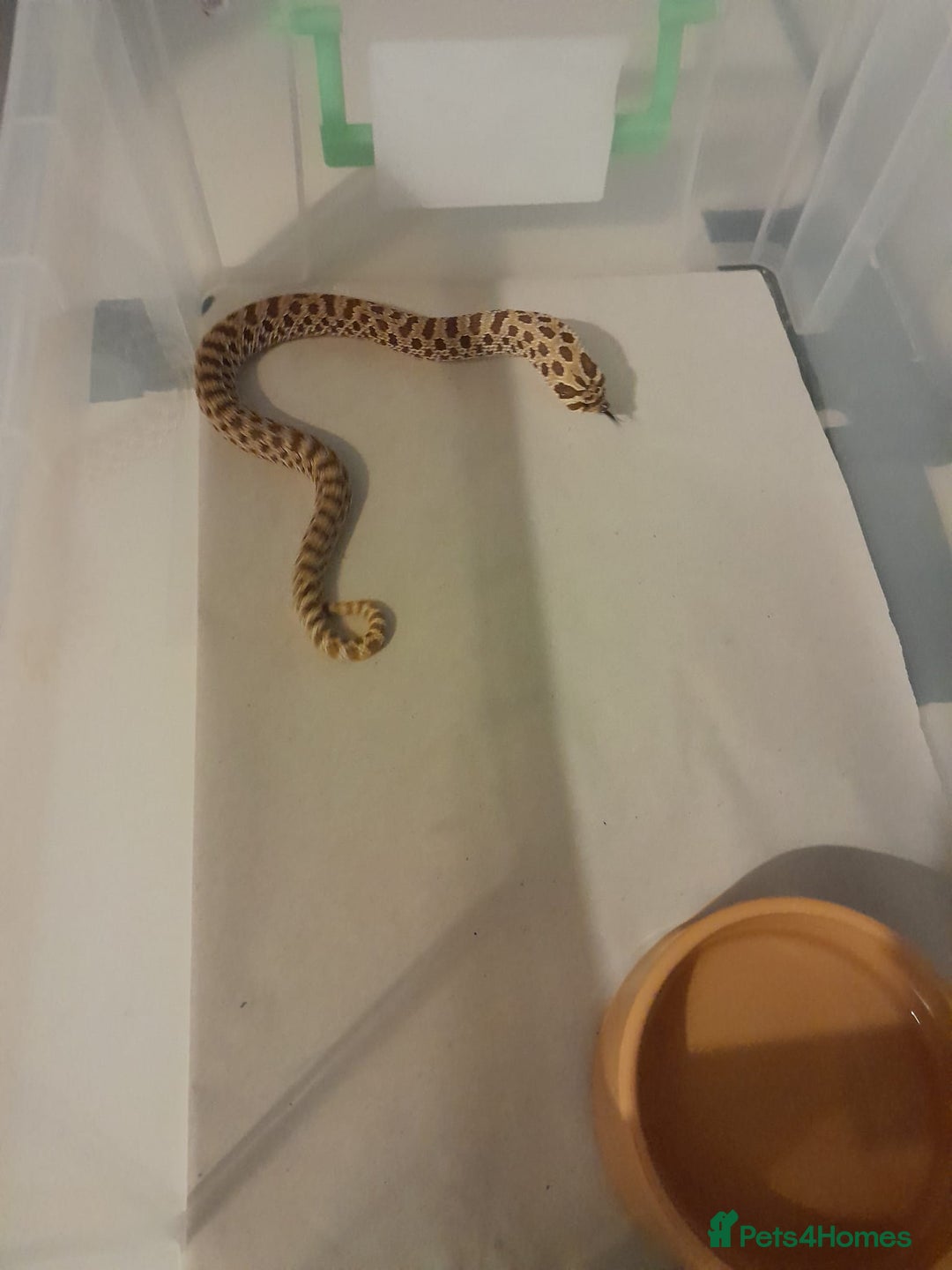 Snake reptiles for sale: Hognose snake  in Milton Keynes - Image 2