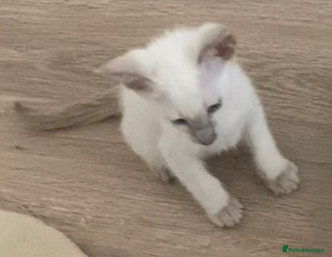 Siamese cats for sale:  Lilac point boy  - Image 10