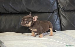 French Bulldog dogs for sale: TOP QUALITY KC REG FRENCHIES AVAILABLE  - Image 29