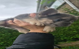 French Bulldog dogs for sale: luxury frenchies - Image 14