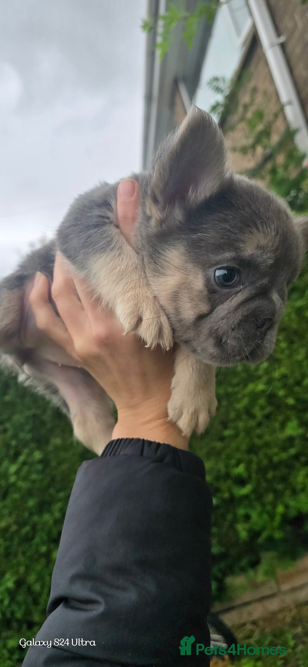 French Bulldog dogs for sale: luxury frenchies - Image 14