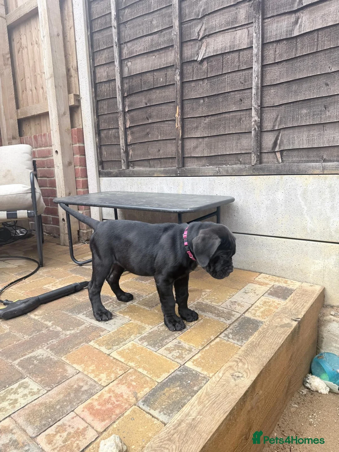 Cane Corso dogs for sale: Rare Solid Black Corso Female | Elite EU Bloodline in Canterbury - Advert 2