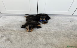 Dachshund dogs for sale: OUTSTANDING STANDARD LONGHAIR DACHSHUNDS - Image 23