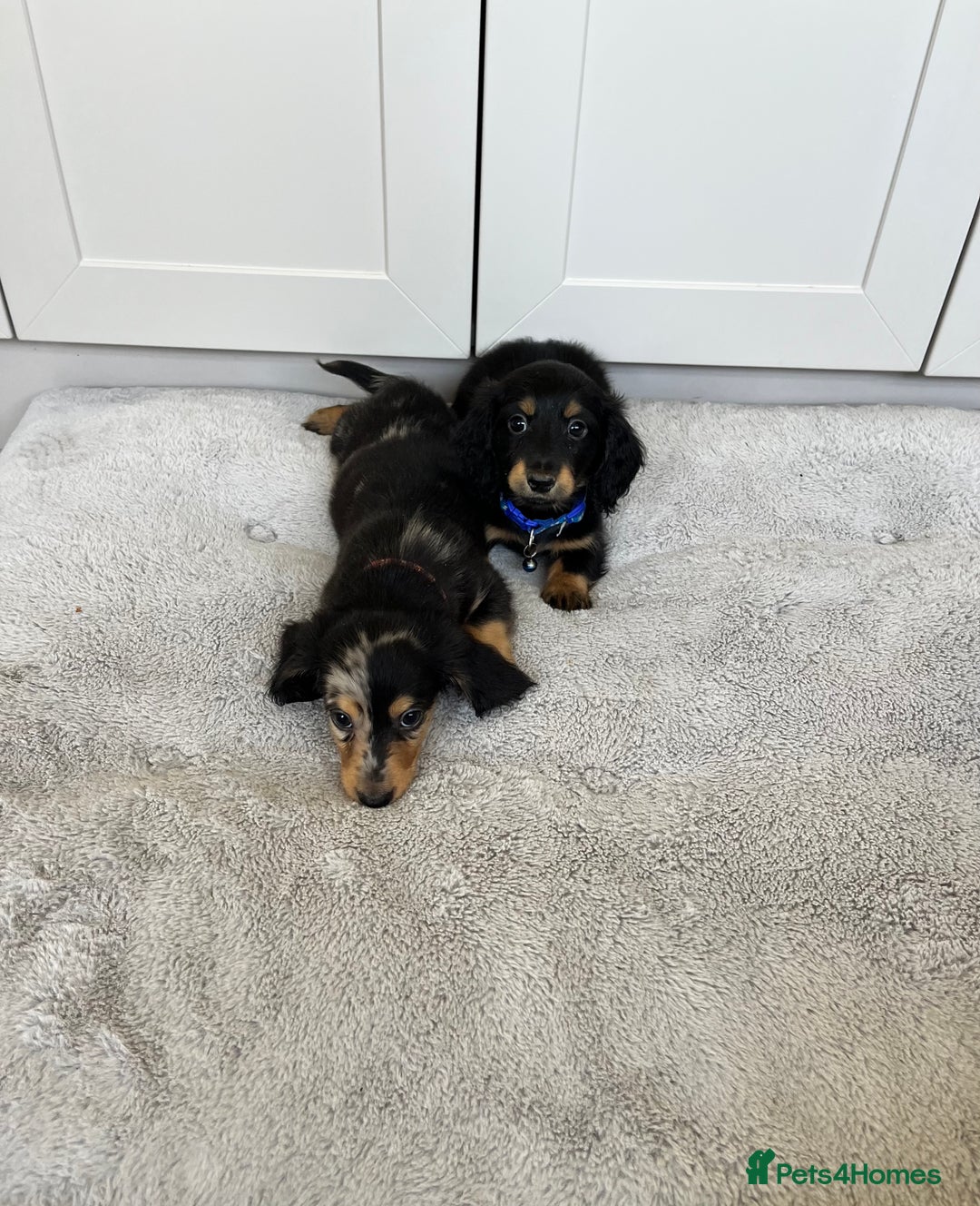 Dachshund dogs for sale: OUTSTANDING STANDARD LONGHAIR DACHSHUNDS - Image 23