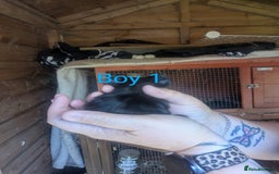 Guinea Pig rodents for sale: Little boy piggies - Image 3