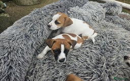 Jack Russell dogs for sale: Pure jack russell puppies  - Image 4