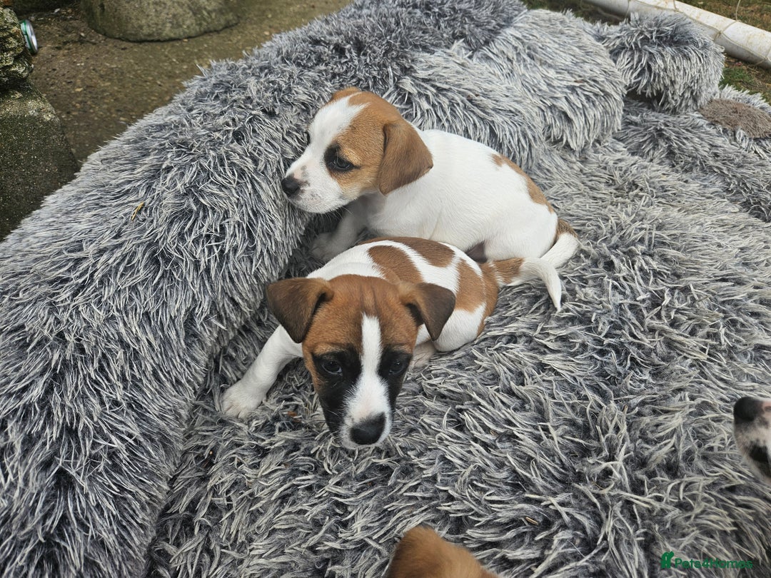 Jack Russell dogs for sale: Pure jack russell puppies  - Image 4