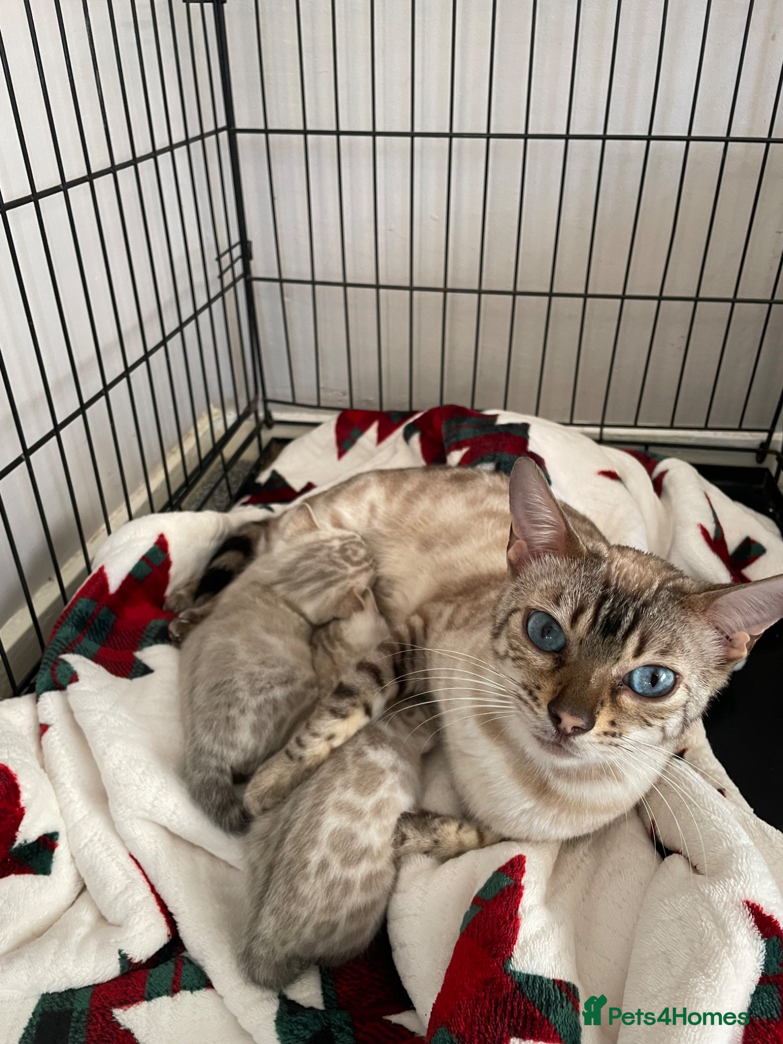 Bengal cats Beautiful snow lynx bengal kittens  - Advert 15