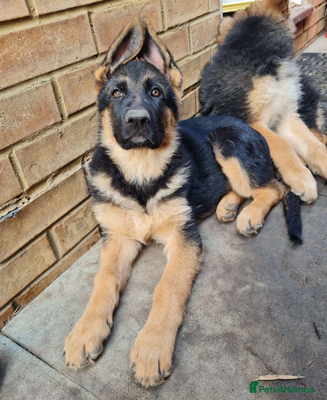German Shepherd dogs for sale: German Shepherd pups - Image 2