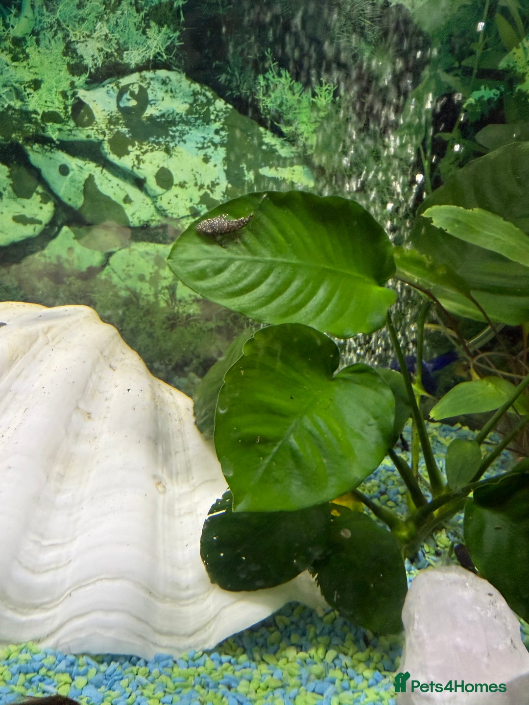 Catfish fish for sale: Baby bristlenose black catfish  - Image 5