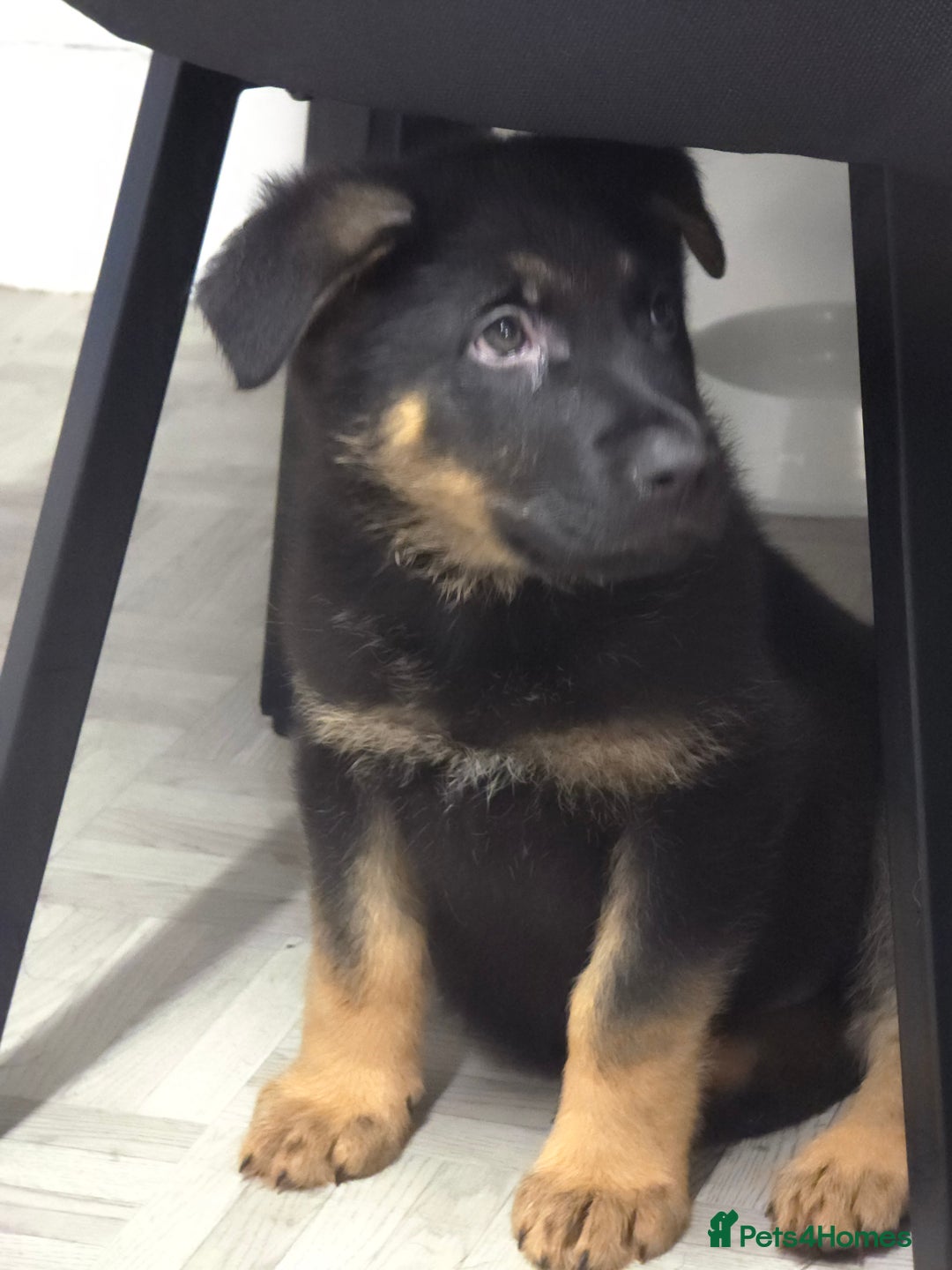 German Shepherd dogs for sale: Chunky German shepherd puppies for sale  - Advert 25
