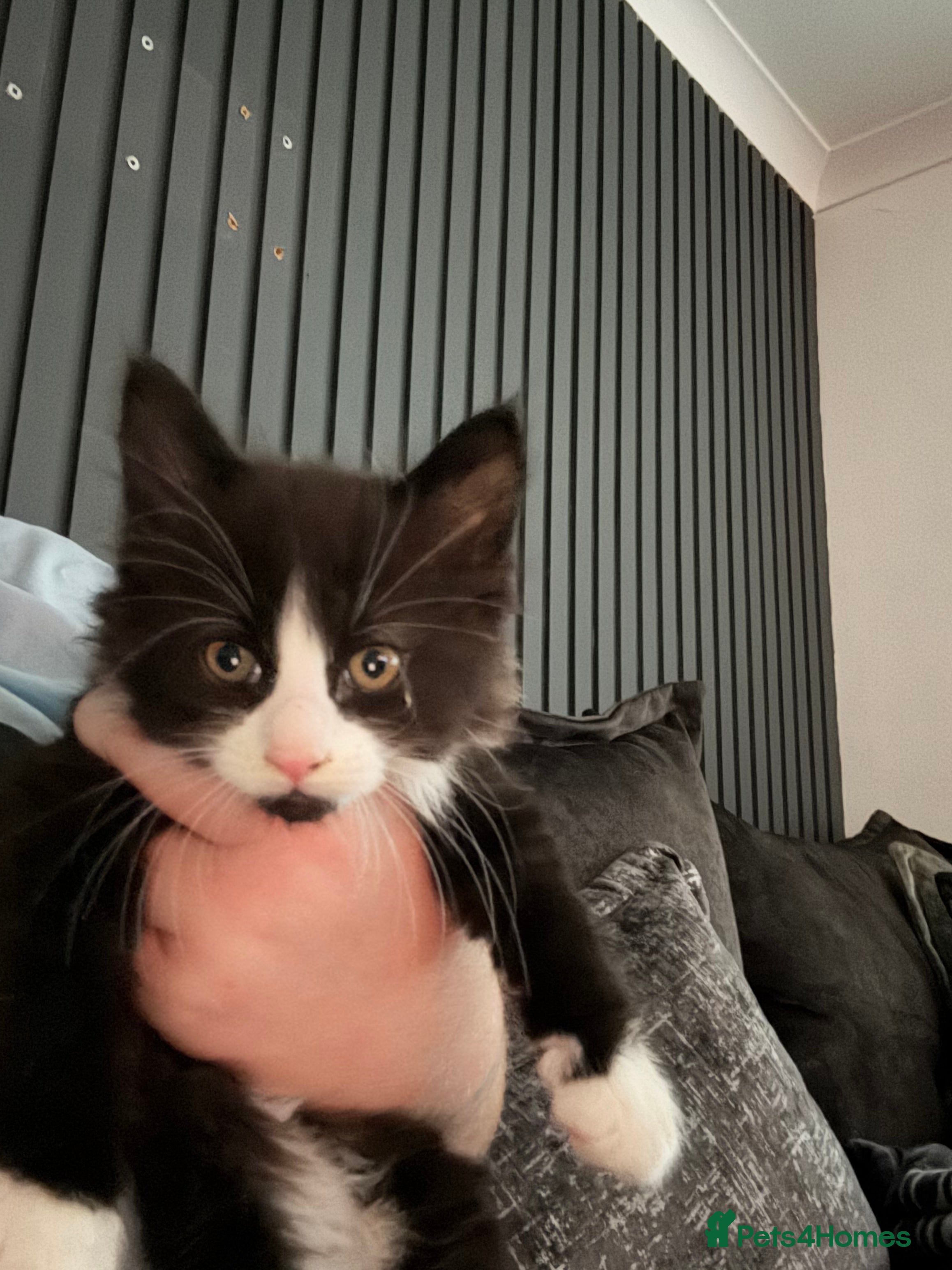 Maine Coon cats 3/4 maincoon kittens  - Advert 2