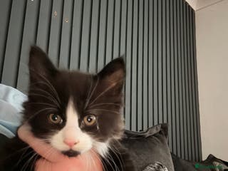 Maine Coon cats 3/4 maincoon kittens - Advert 2