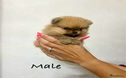 Pomeranian dogs for sale: 💎 Golden Colour Very Small Teddy Face 💎 - Image 18