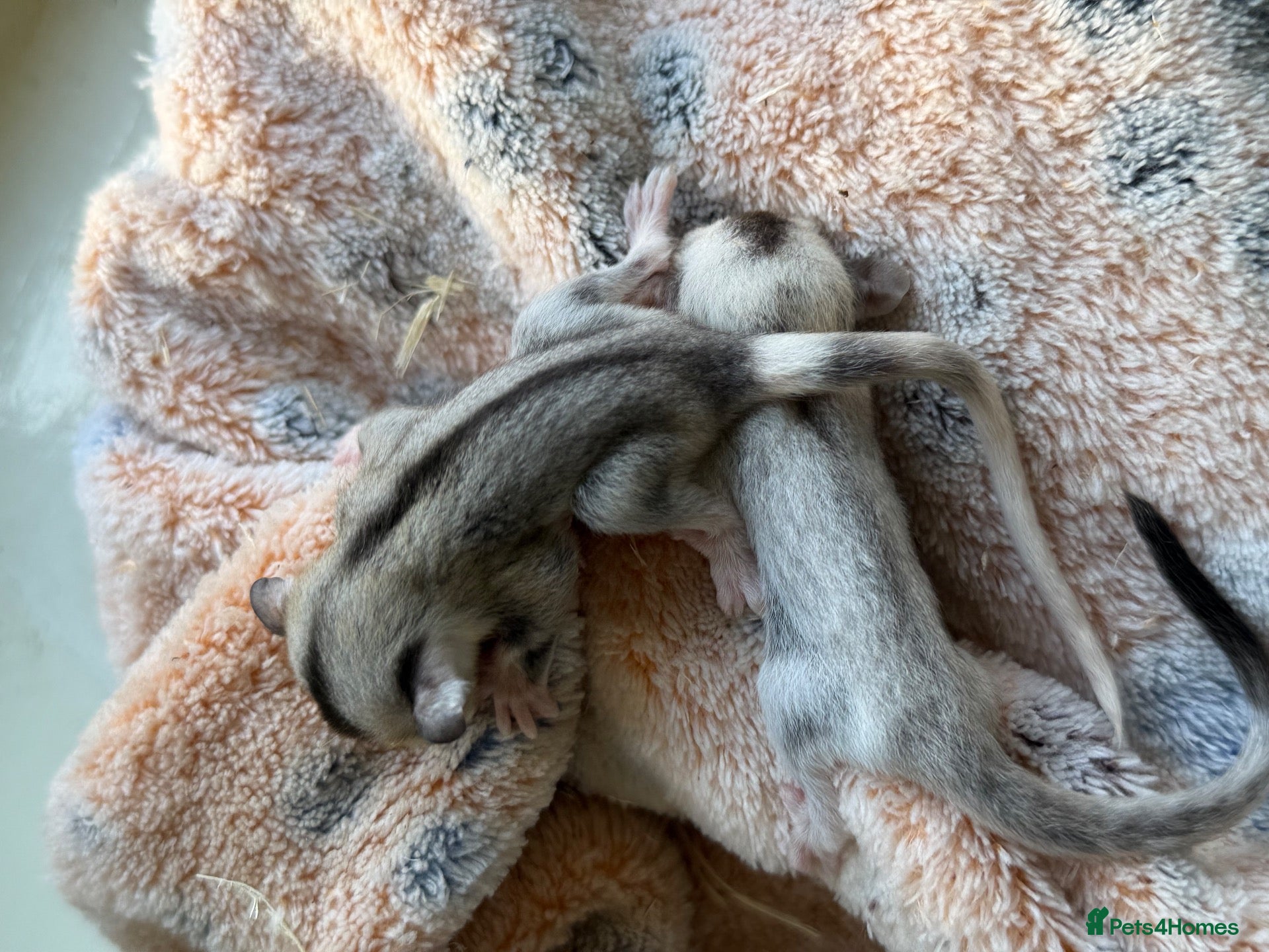 Sugar Glider rodents Two female sugar glider joeys - Advert 4