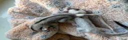 Sugar Glider rodents for sale: Two female sugar glider joeys - Advert 1