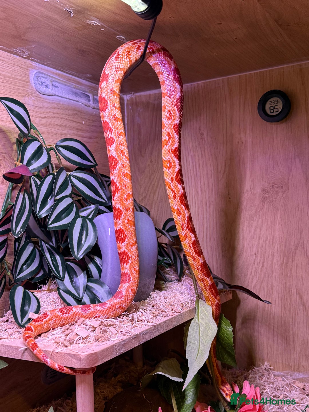 Corn Snake reptiles for sale: Female corn snake - Advert 2